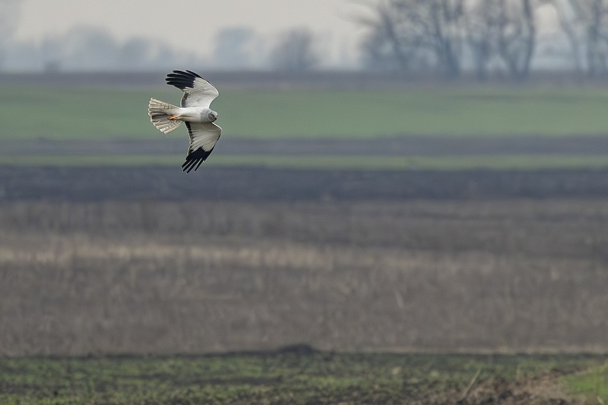 Albanella reale - ML646171723