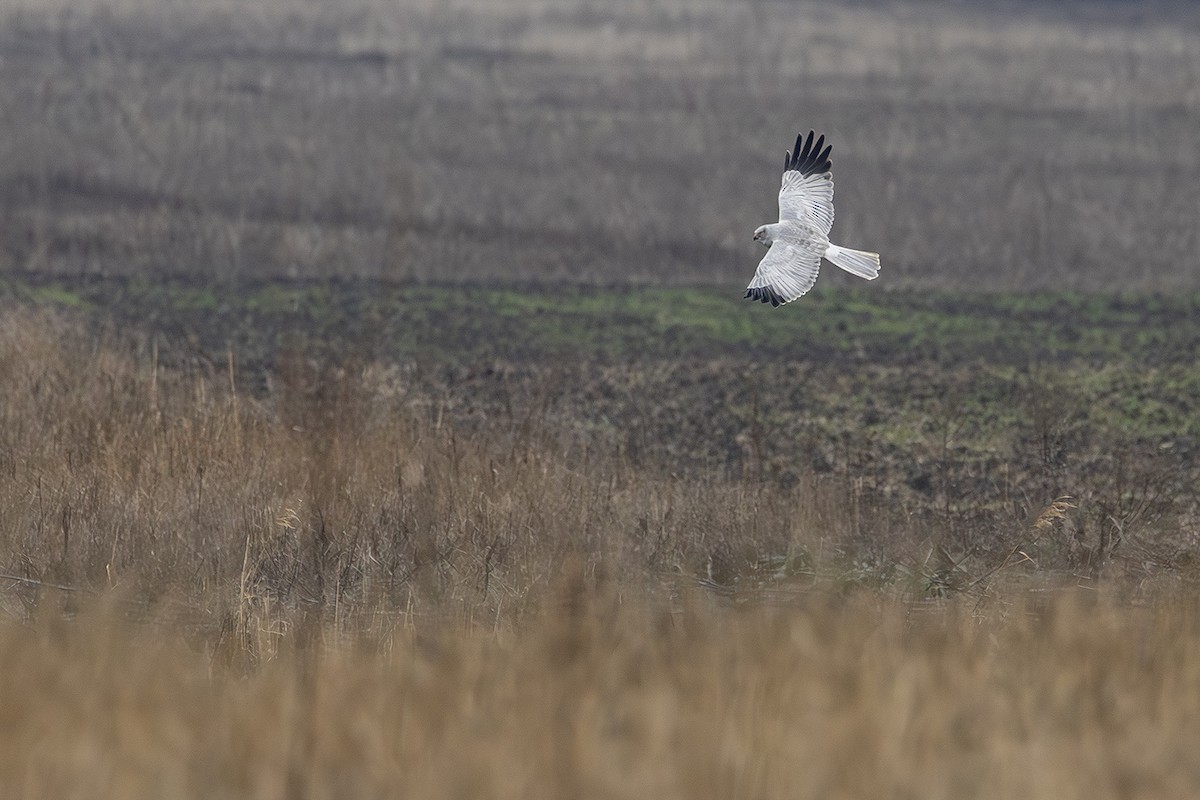 Albanella reale - ML646171724