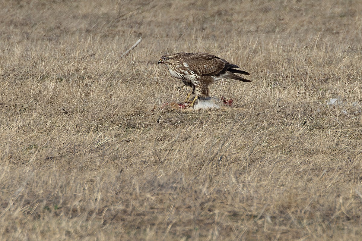 Poiana - ML646171725