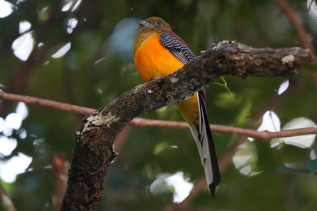 Оранжевобрюхий трогон [группа dulitensis] - ML646171726