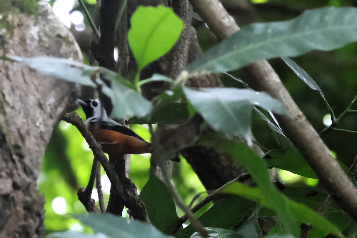 Schwarzflügelmonarch - ML646171731