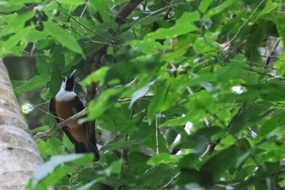 Schwarzflügelmonarch - ML646171732