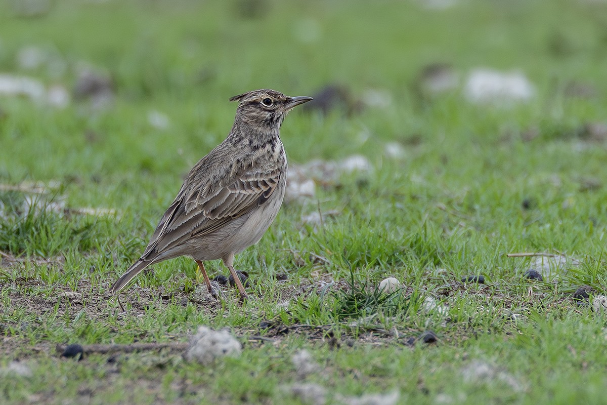 Cappellaccia - ML646171745