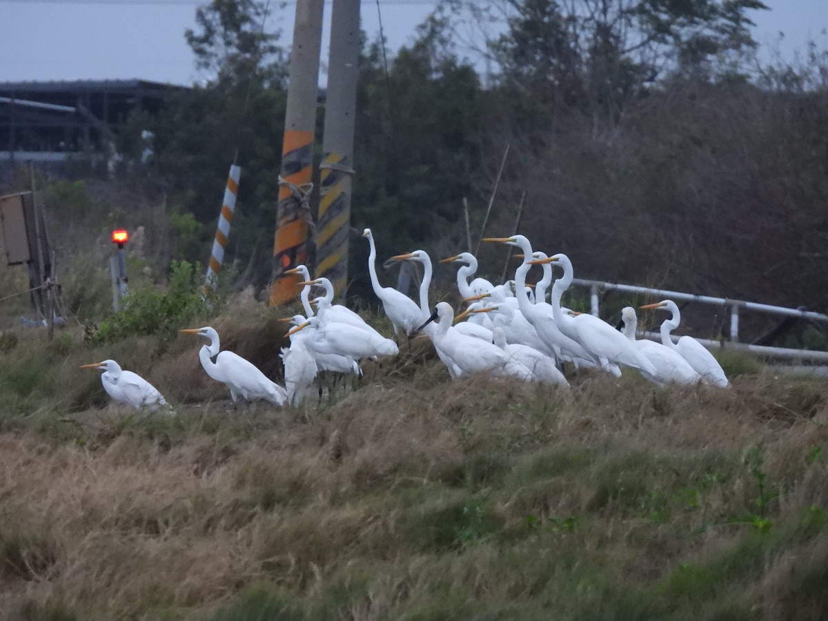 クロツラヘラサギ - ML646171746