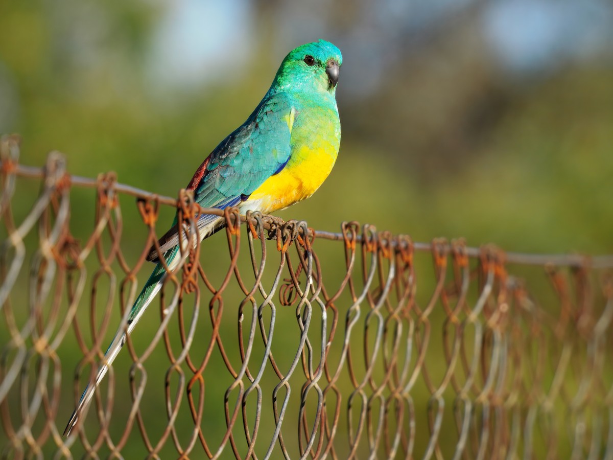 ビセイインコ - ML646171748