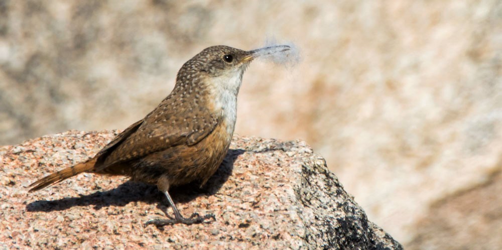 Canyon Wren - ML646171749