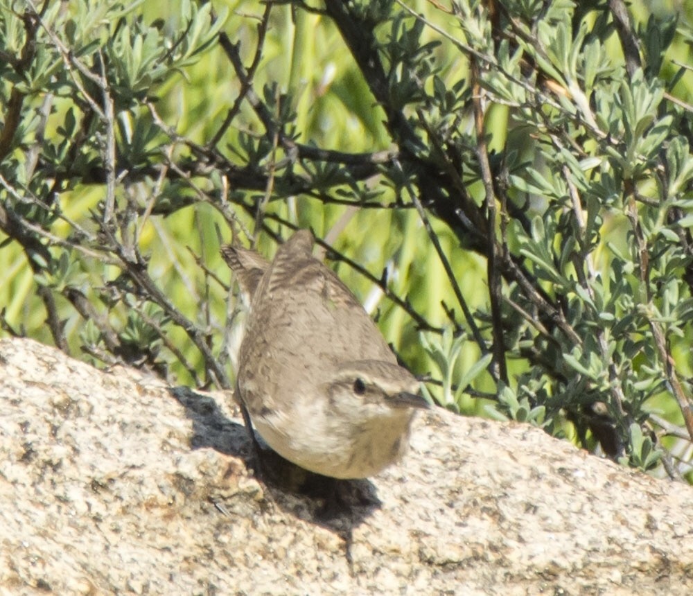 イワミソサザイ - ML646171751