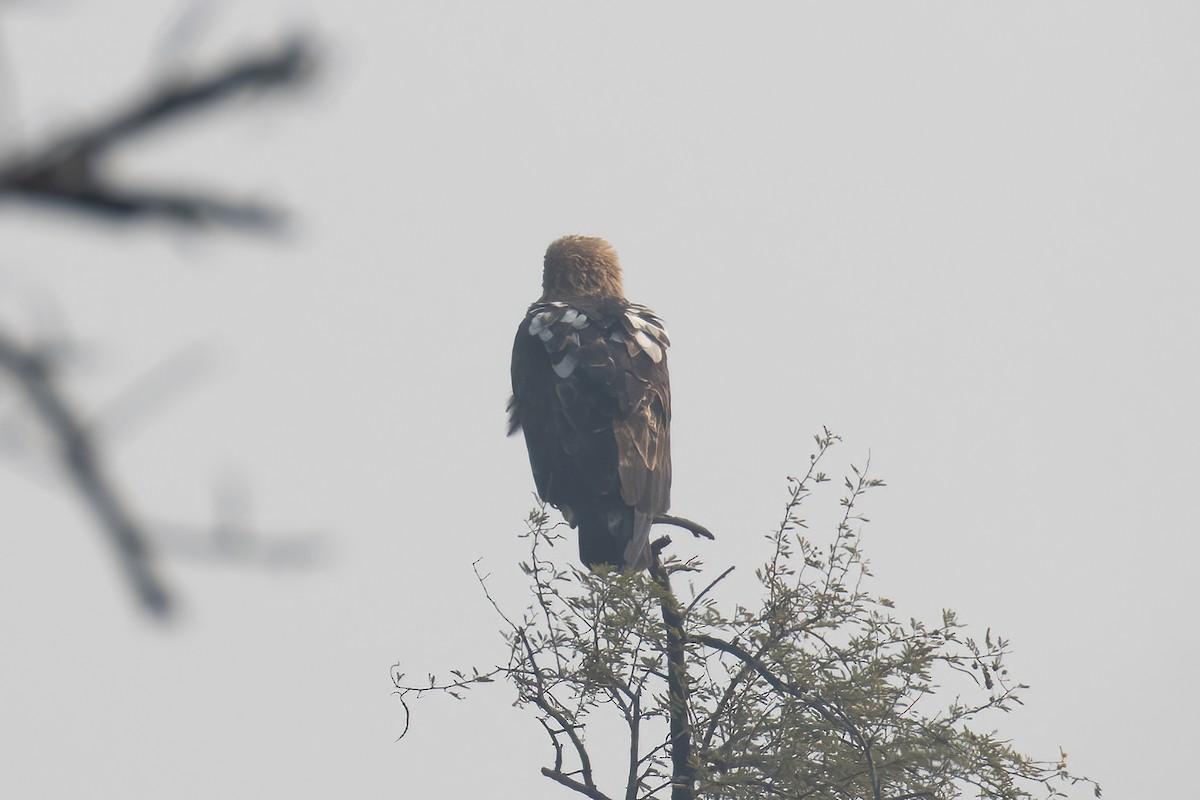 カタシロワシ - ML646171753