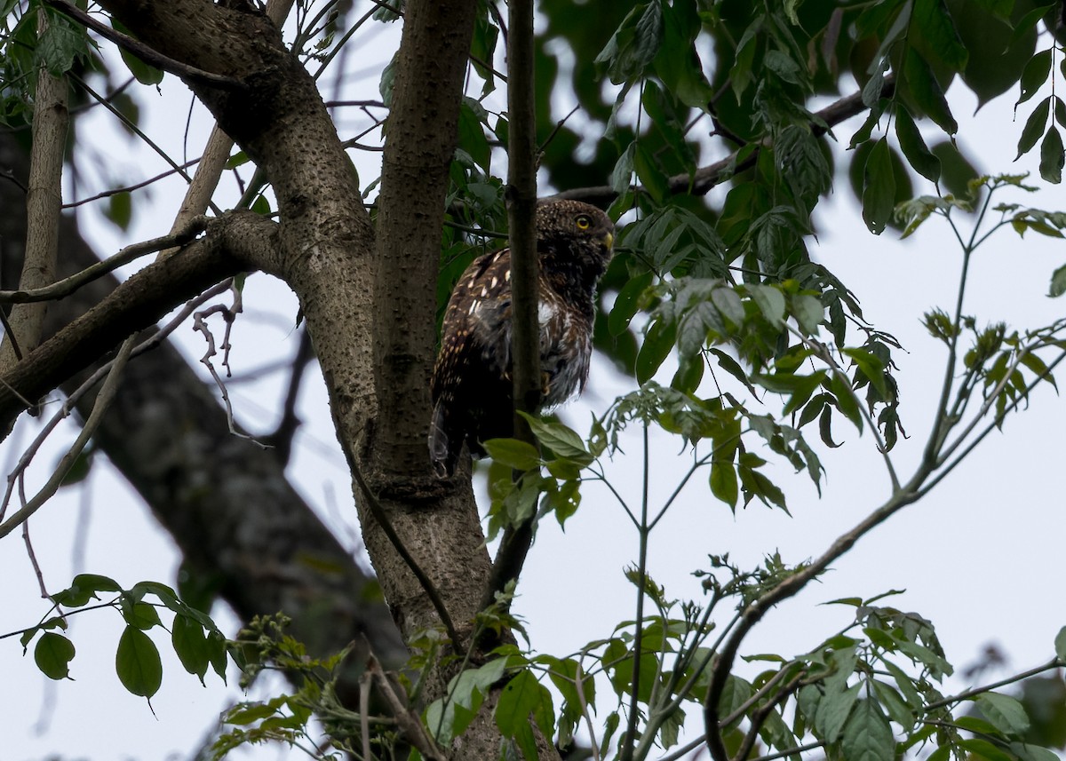 オオスズメフクロウ - ML646171755