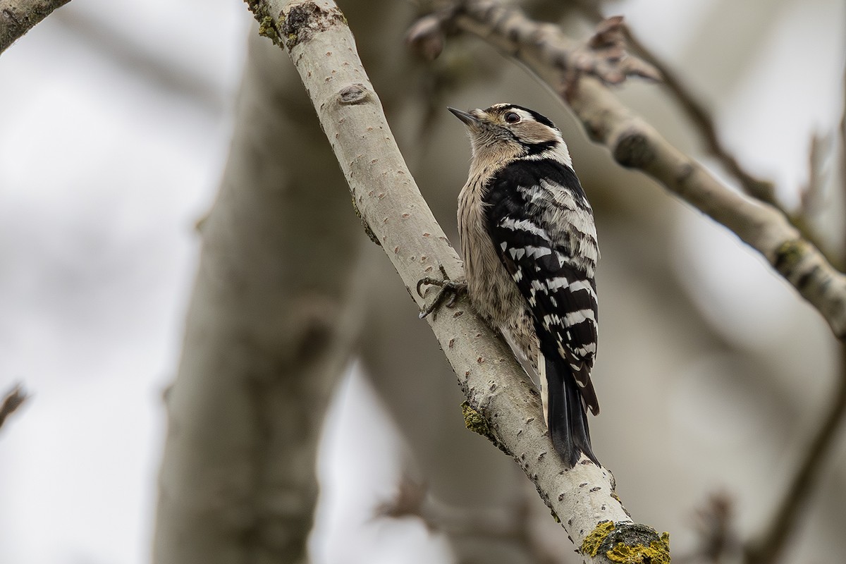 コアカゲラ - ML646171757