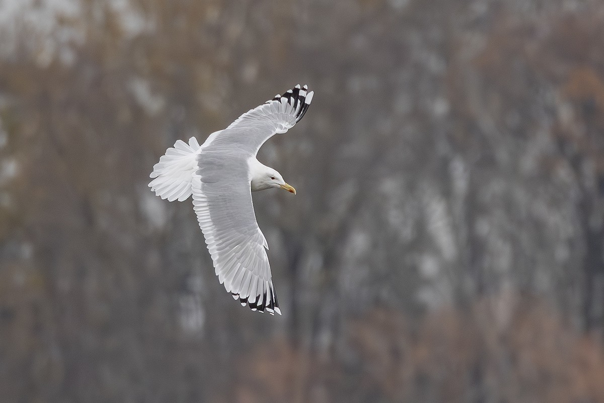 カスピセグロカモメ - ML646171759