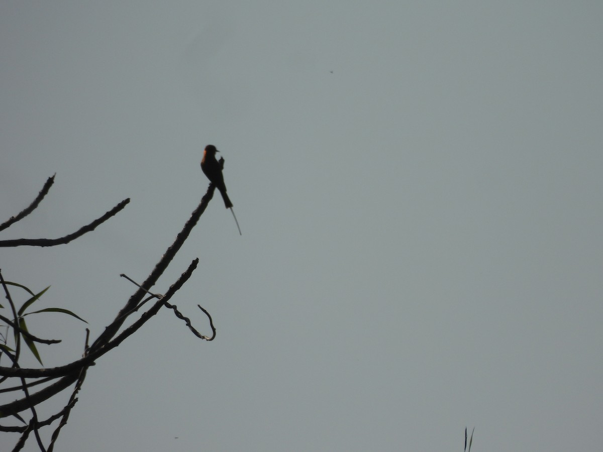 Asian Green Bee-eater - ML646171761