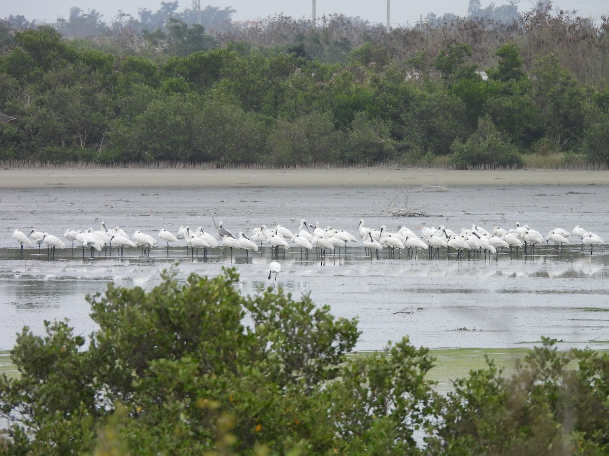 クロツラヘラサギ - ML646171762