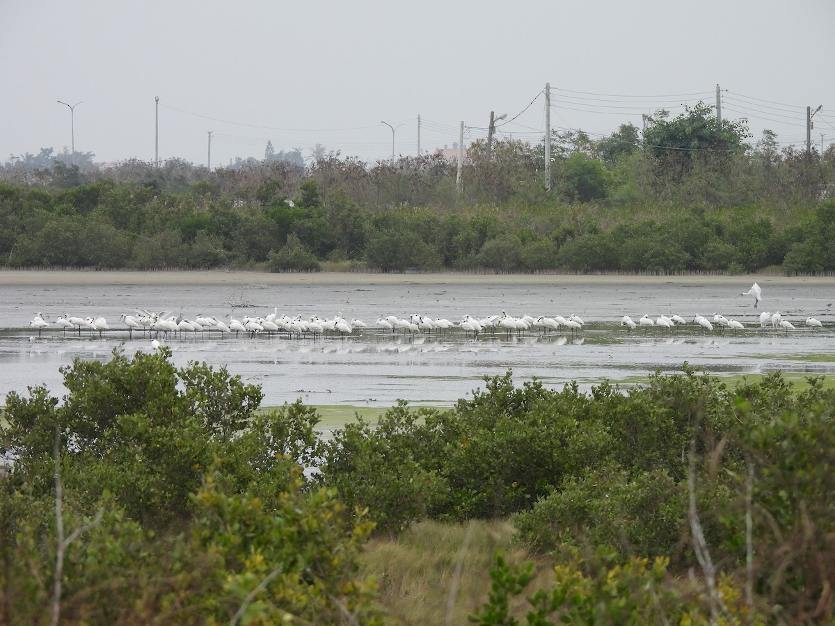 クロツラヘラサギ - ML646171767