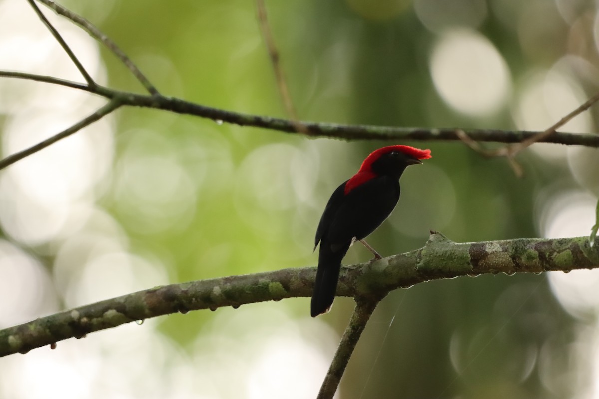 ヘルメットマイコドリ - ML646171768