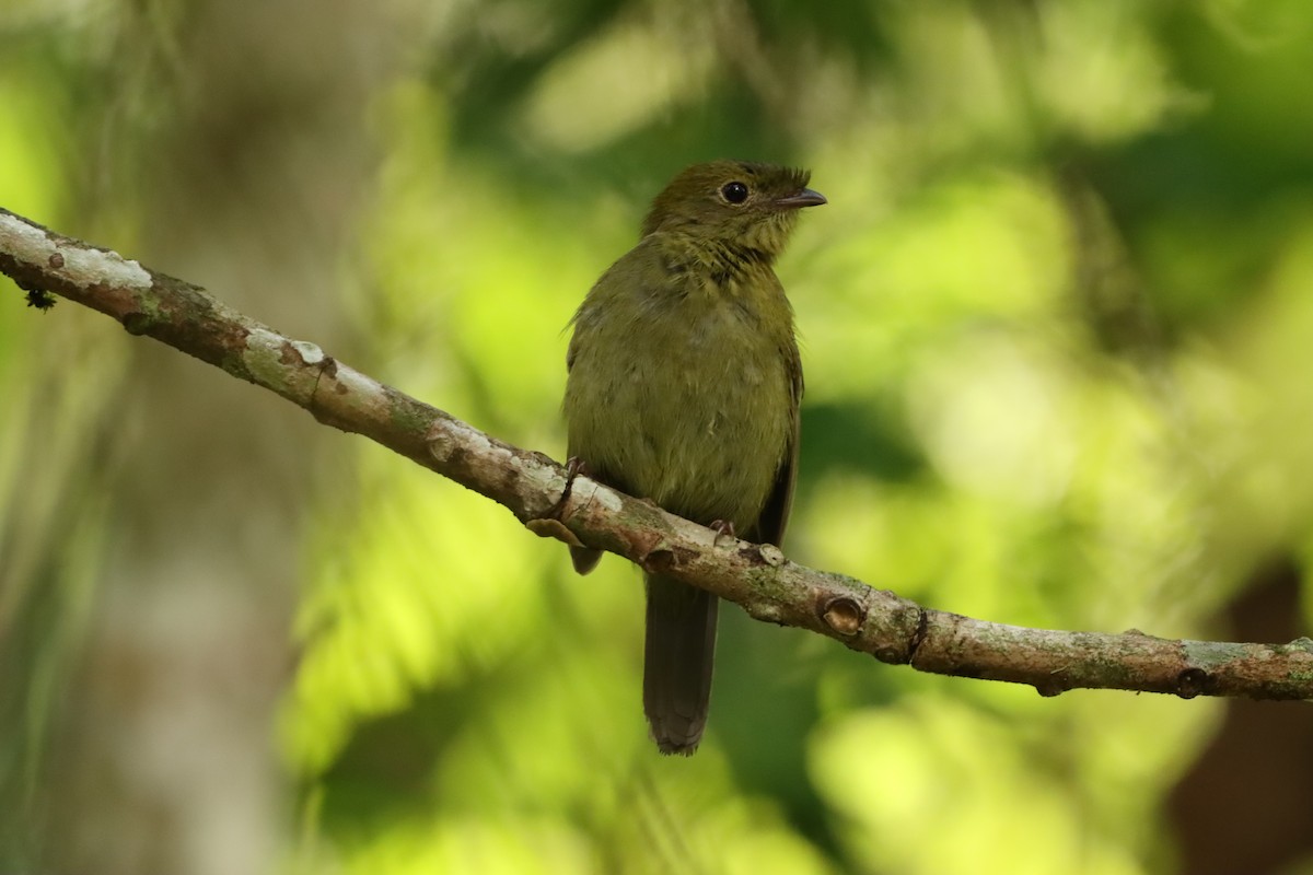 ヘルメットマイコドリ - ML646171769