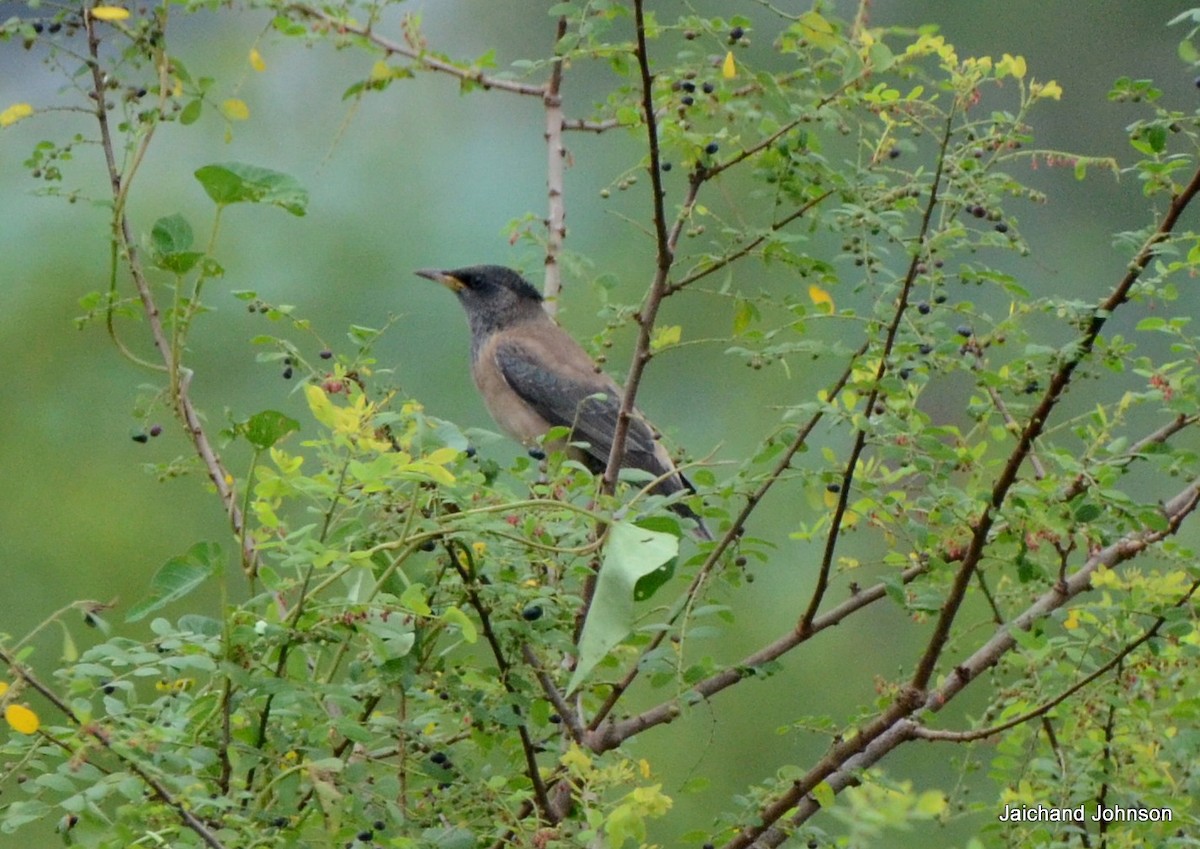 バライロムクドリ - ML646171770