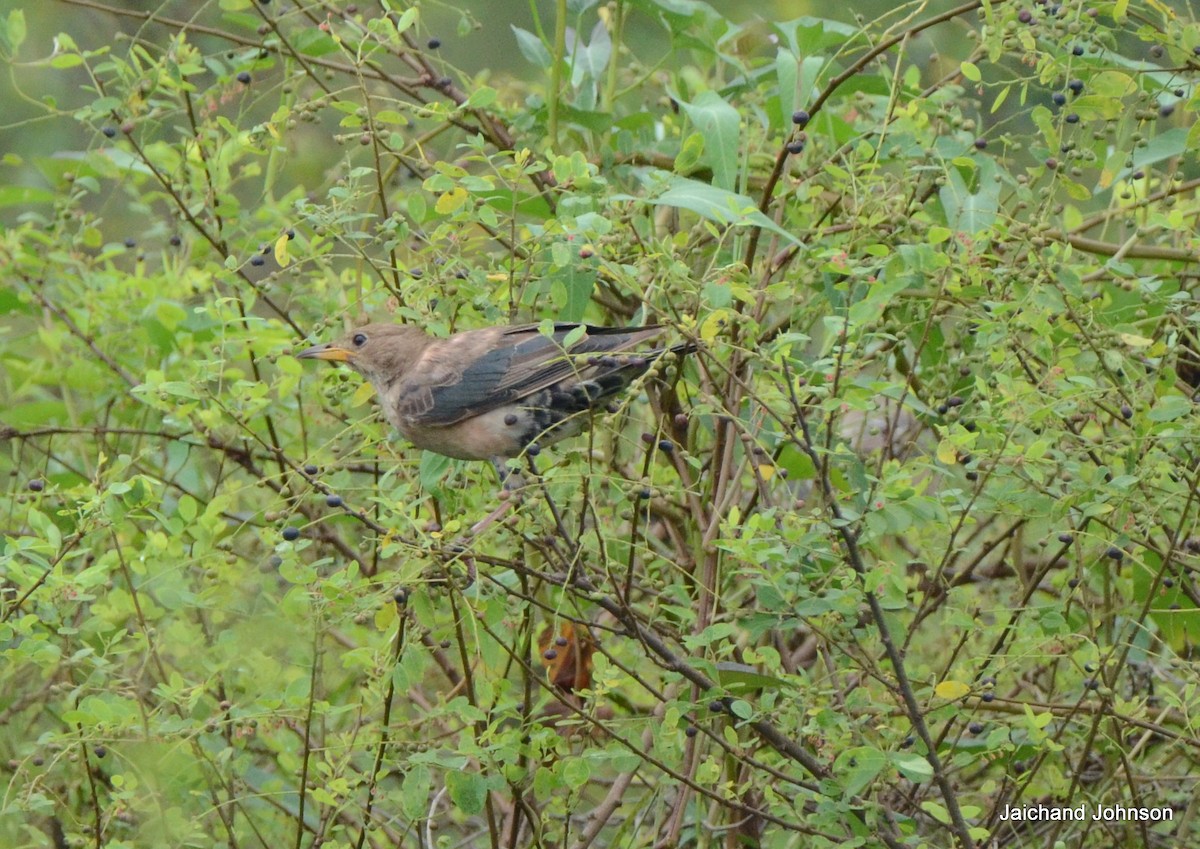 バライロムクドリ - ML646171771