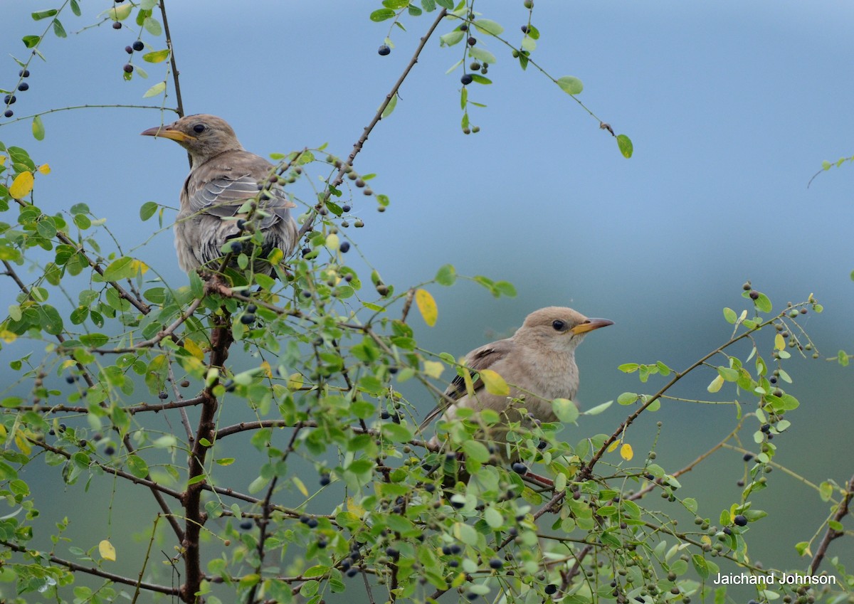 バライロムクドリ - ML646171772