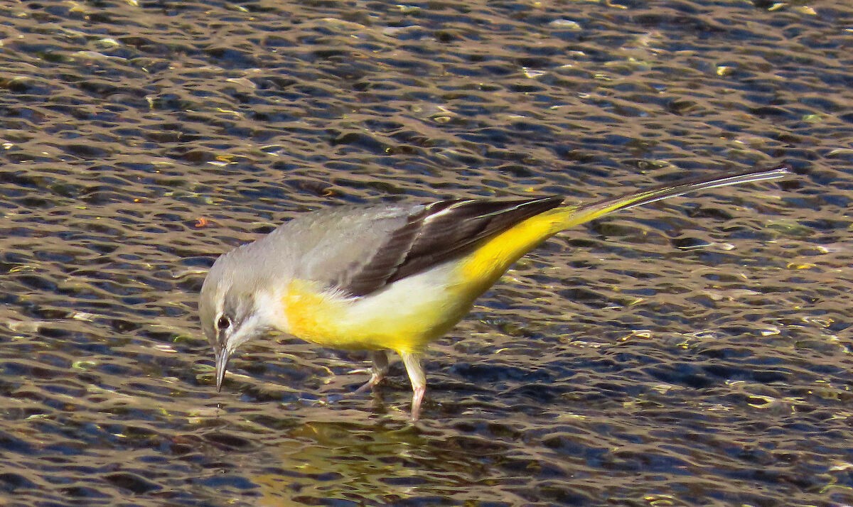 キセキレイ - ML646171773