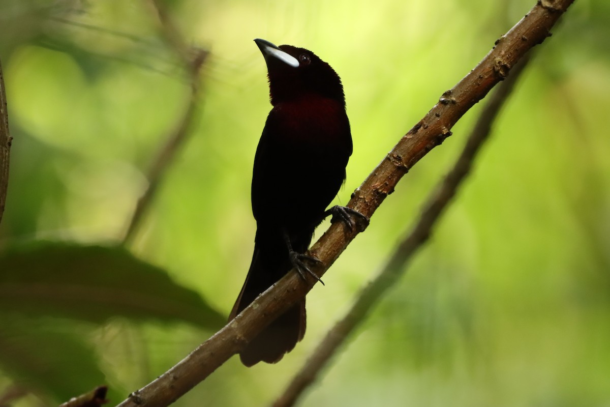 ギンバシベニフウキンチョウ - ML646171774