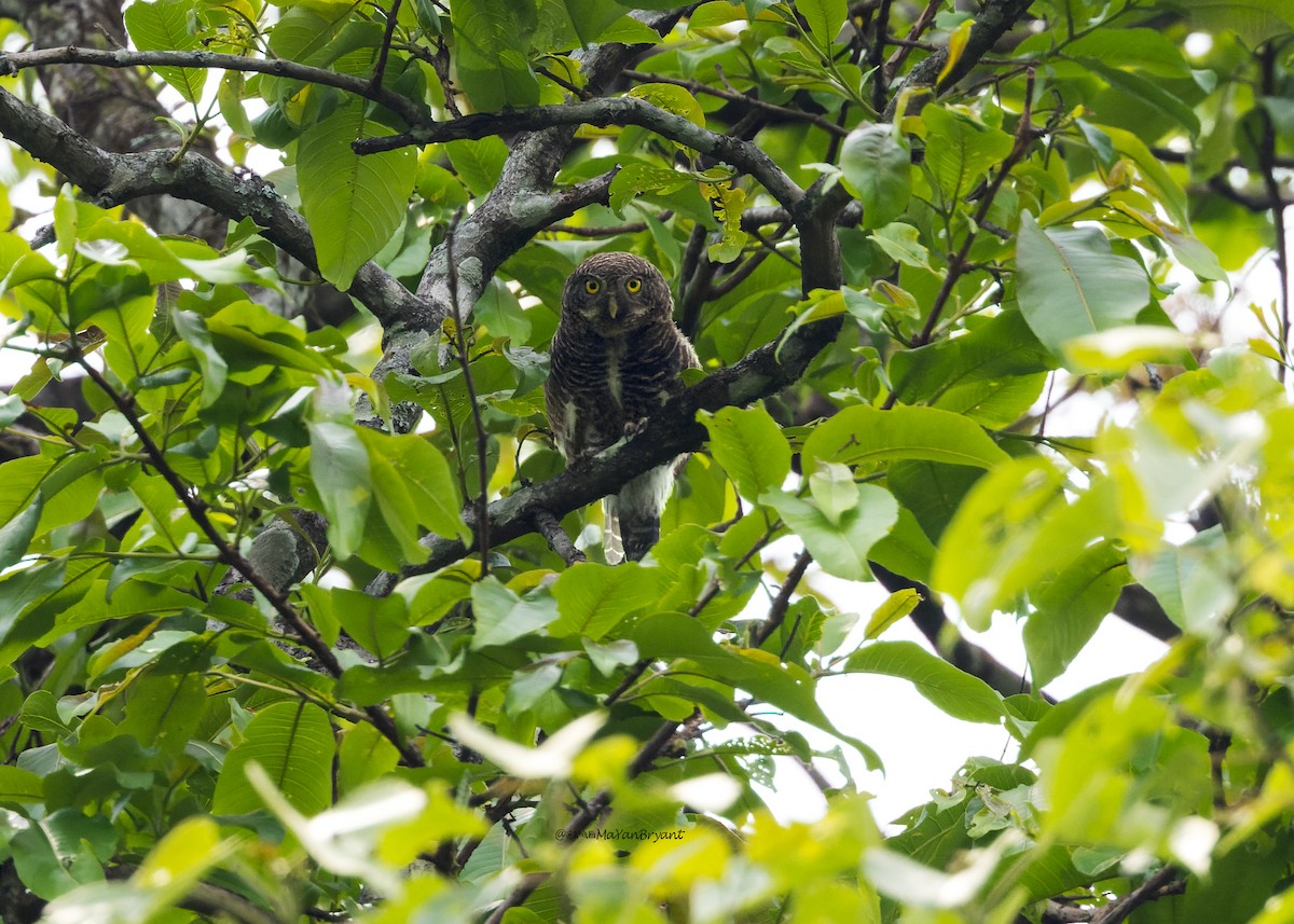 オオスズメフクロウ - ML646171775