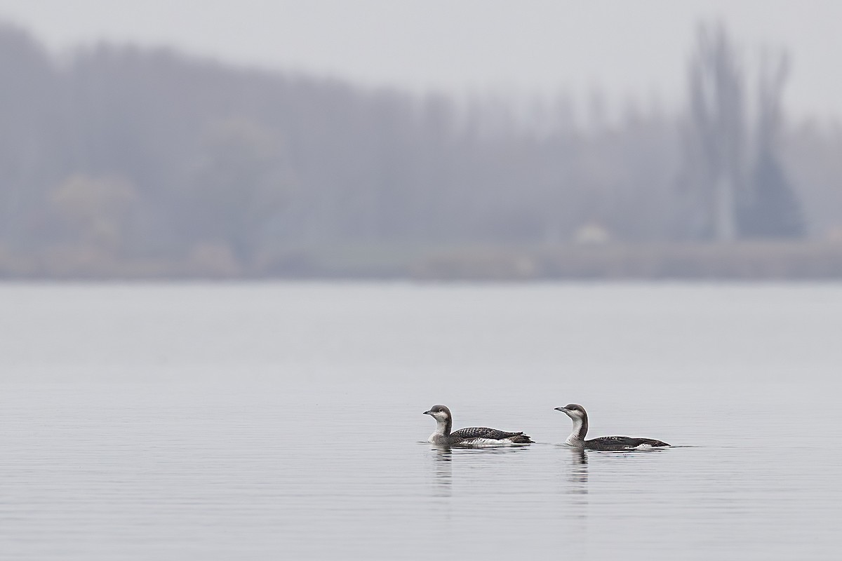 オオハム - ML646171776