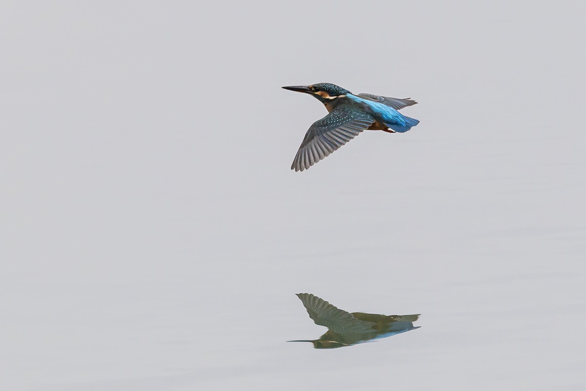 カワセミ - ML646171777