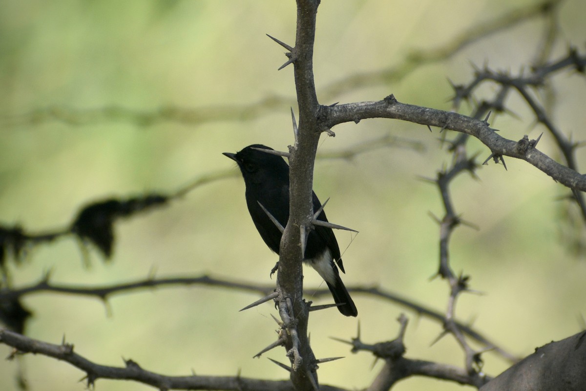 クロノビタキ - ML646171778