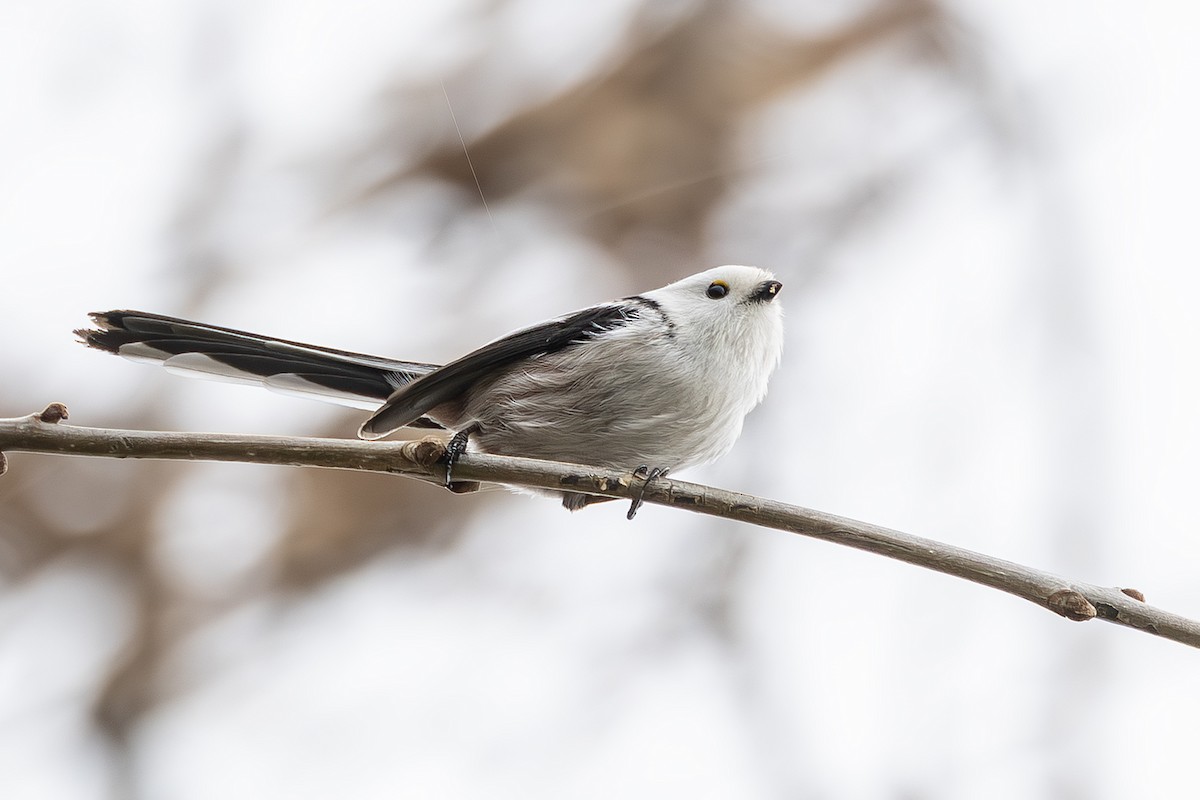 エナガ - ML646171779