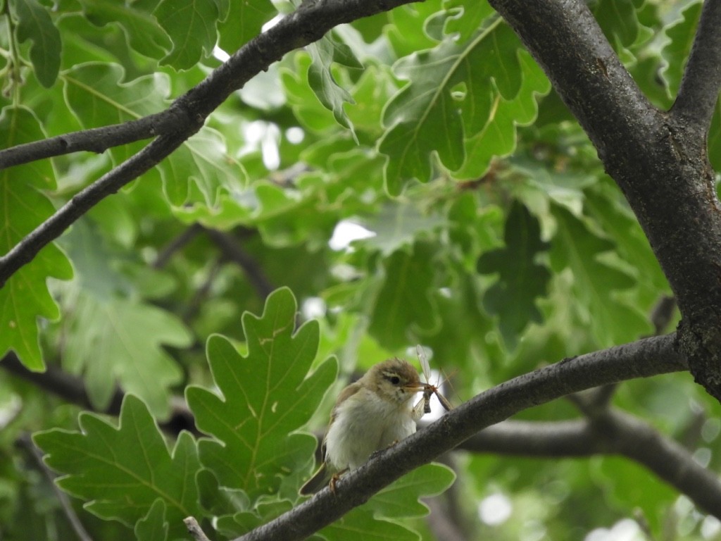 ボネリームシクイ - ML646171780