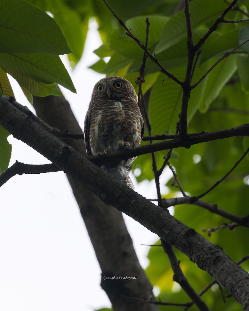 オオスズメフクロウ - ML646171781