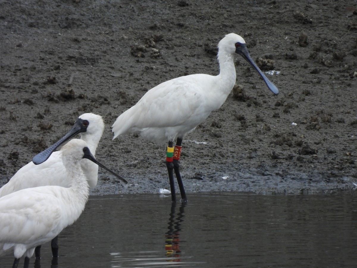 クロツラヘラサギ - ML646171782