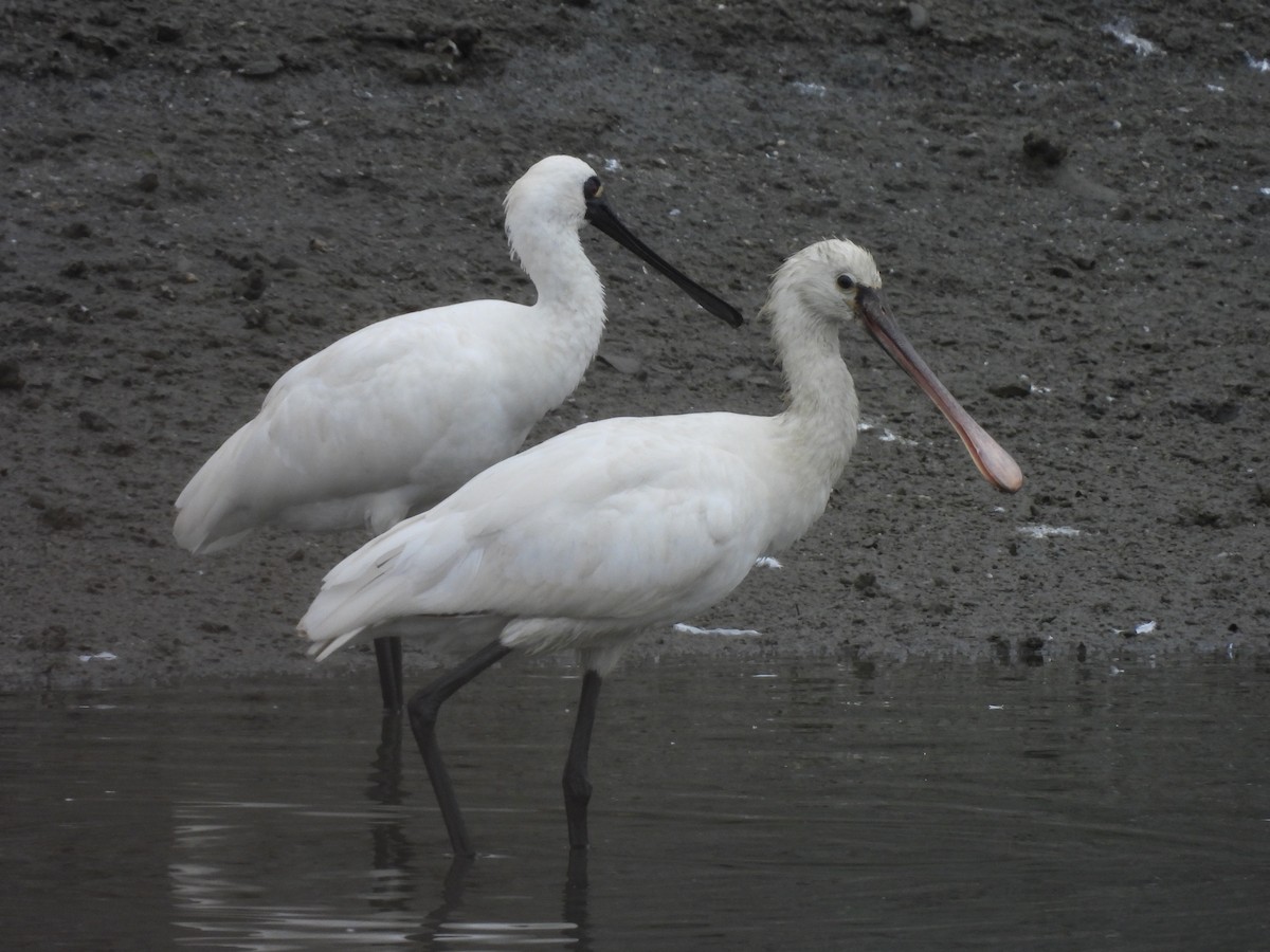 ヘラサギ - ML646171783