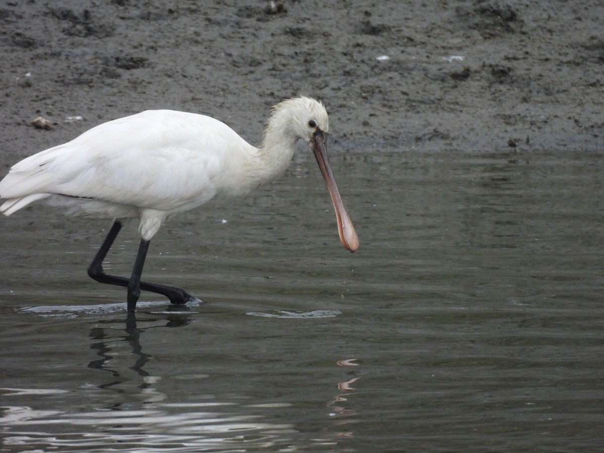 ヘラサギ - ML646171784