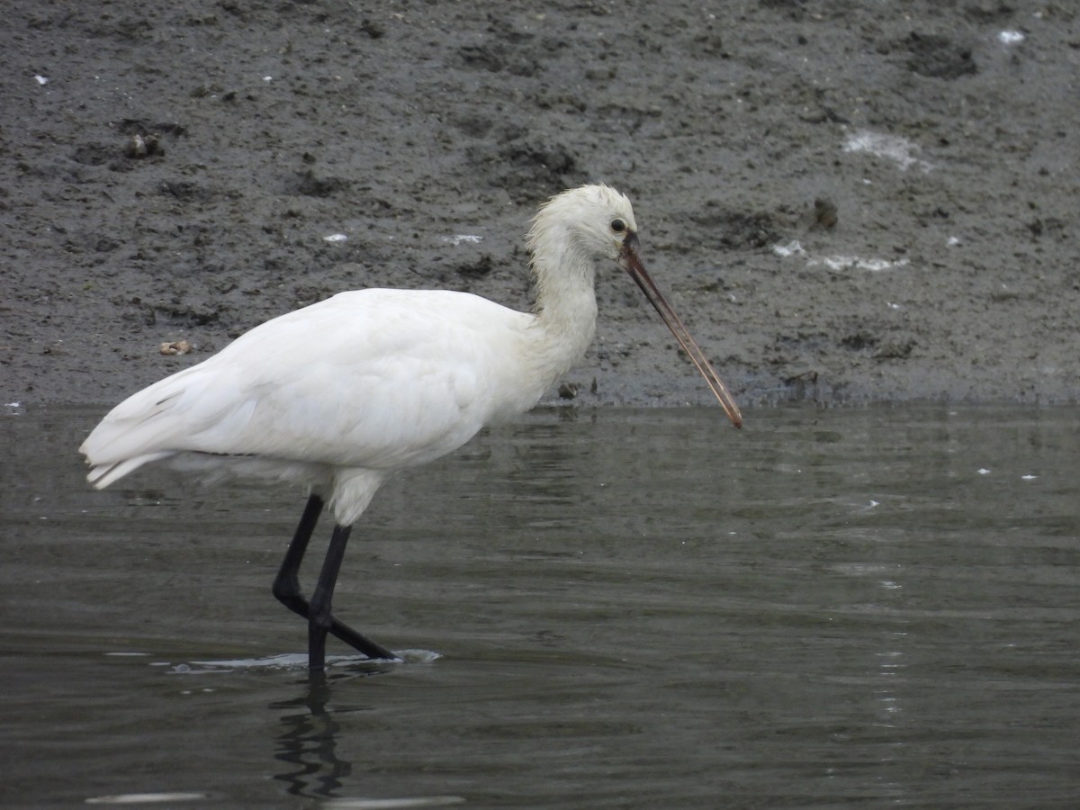 ヘラサギ - ML646171785