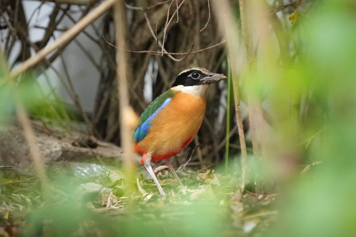 ミナミヤイロチョウ - ML646171786