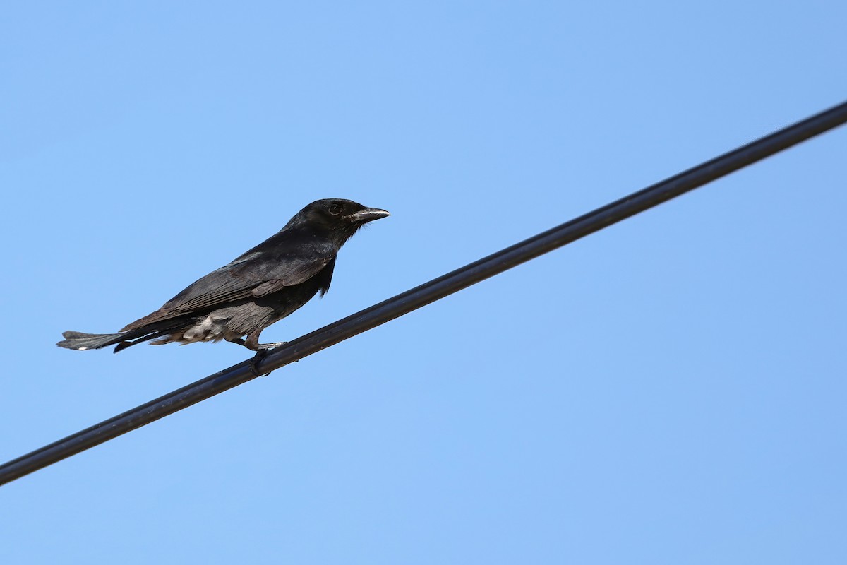 Black Drongo - ML646171789