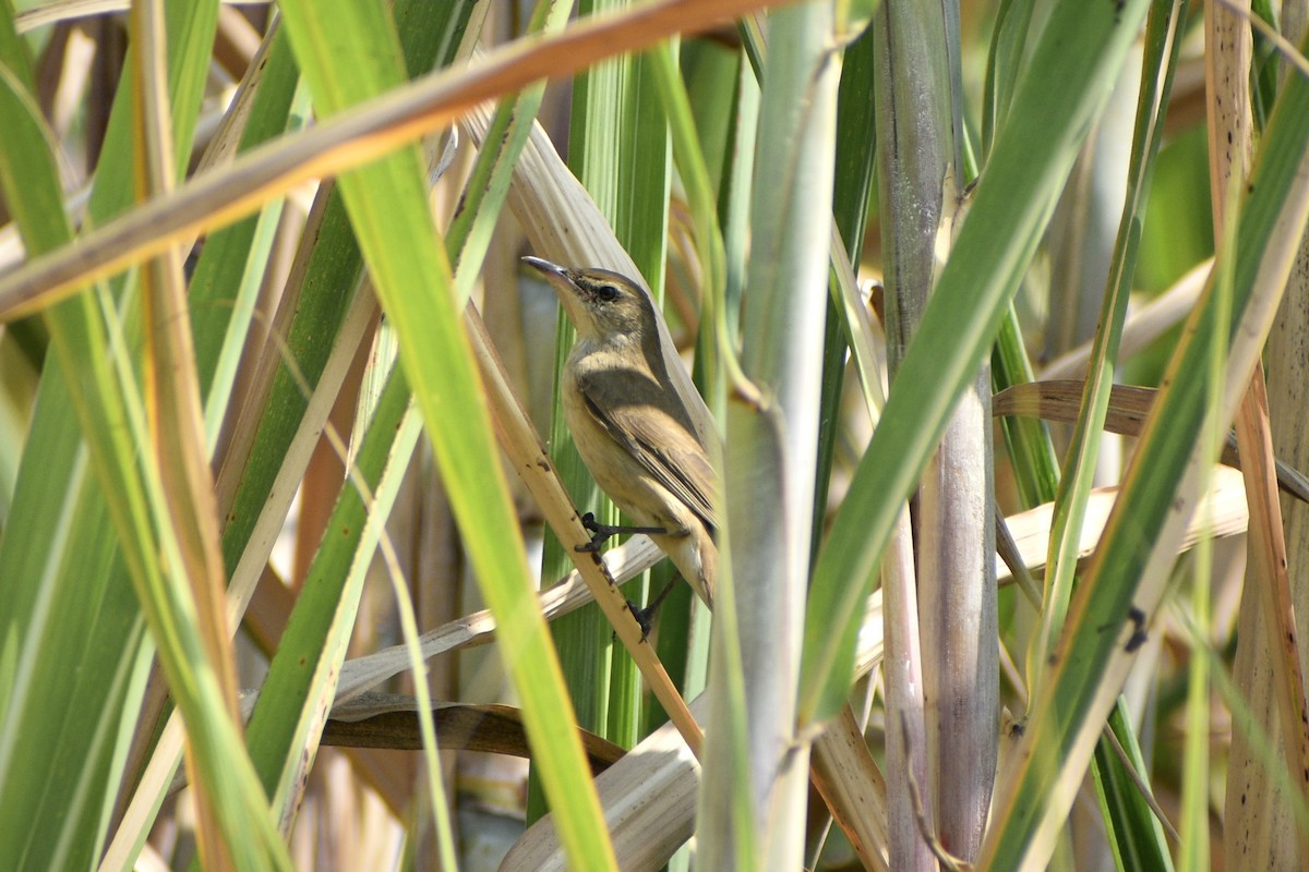Clamorous Reed Warbler - ML646171792