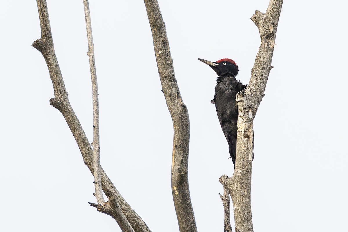 Picchio nero - ML646171793