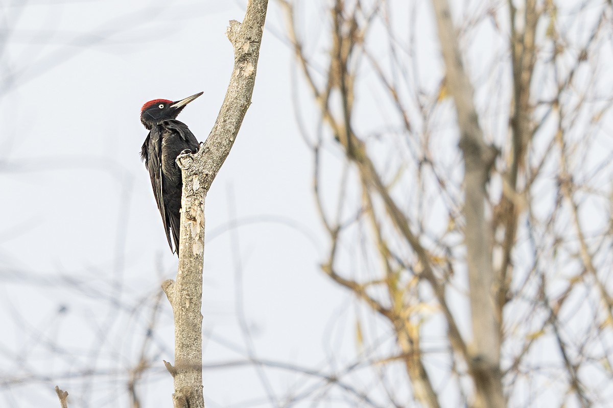 Picchio nero - ML646171794