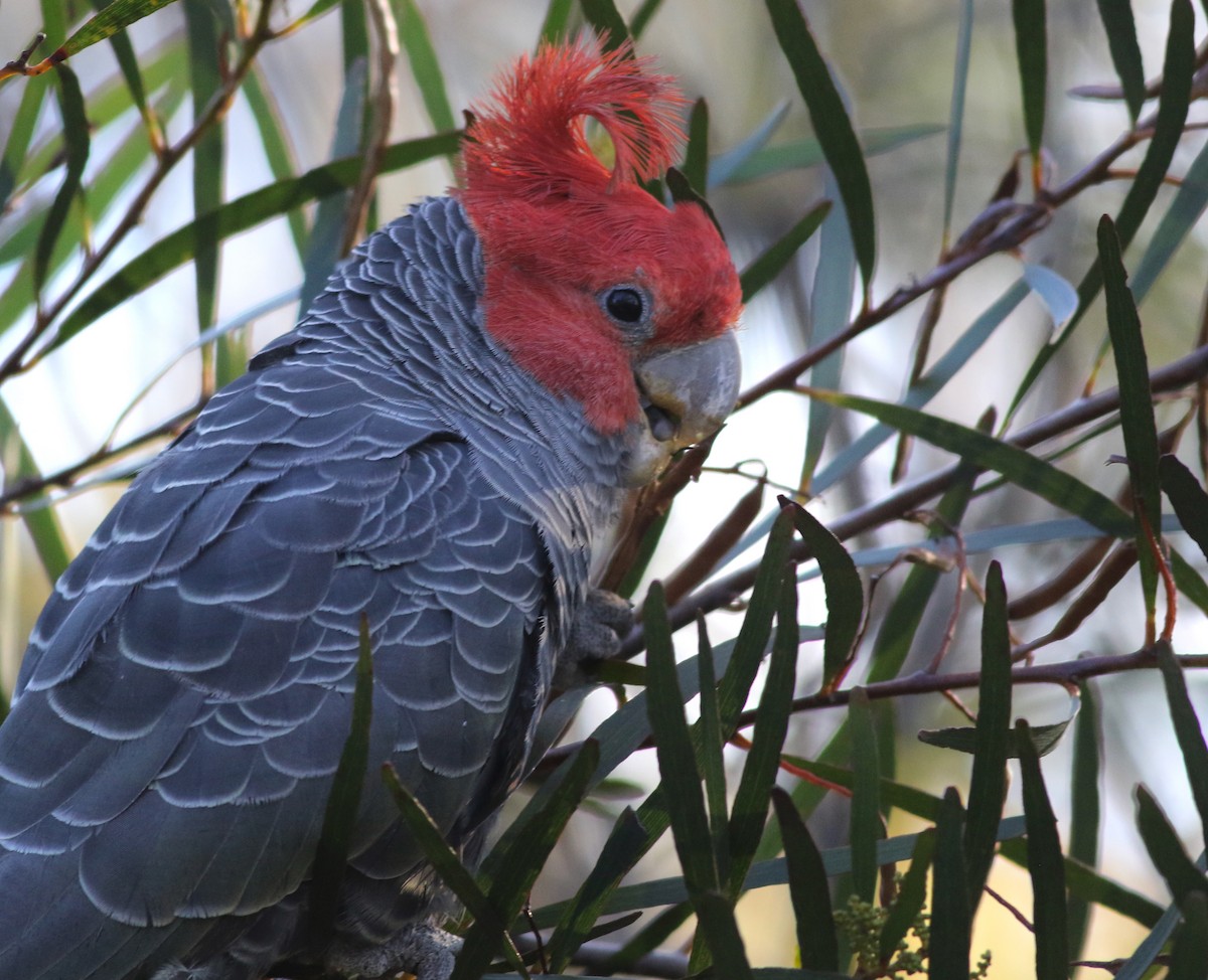 アカサカオウム - ML646171800