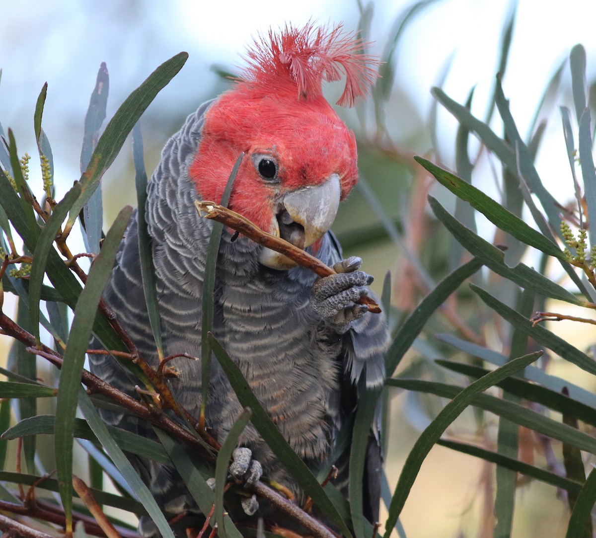 アカサカオウム - ML646171801