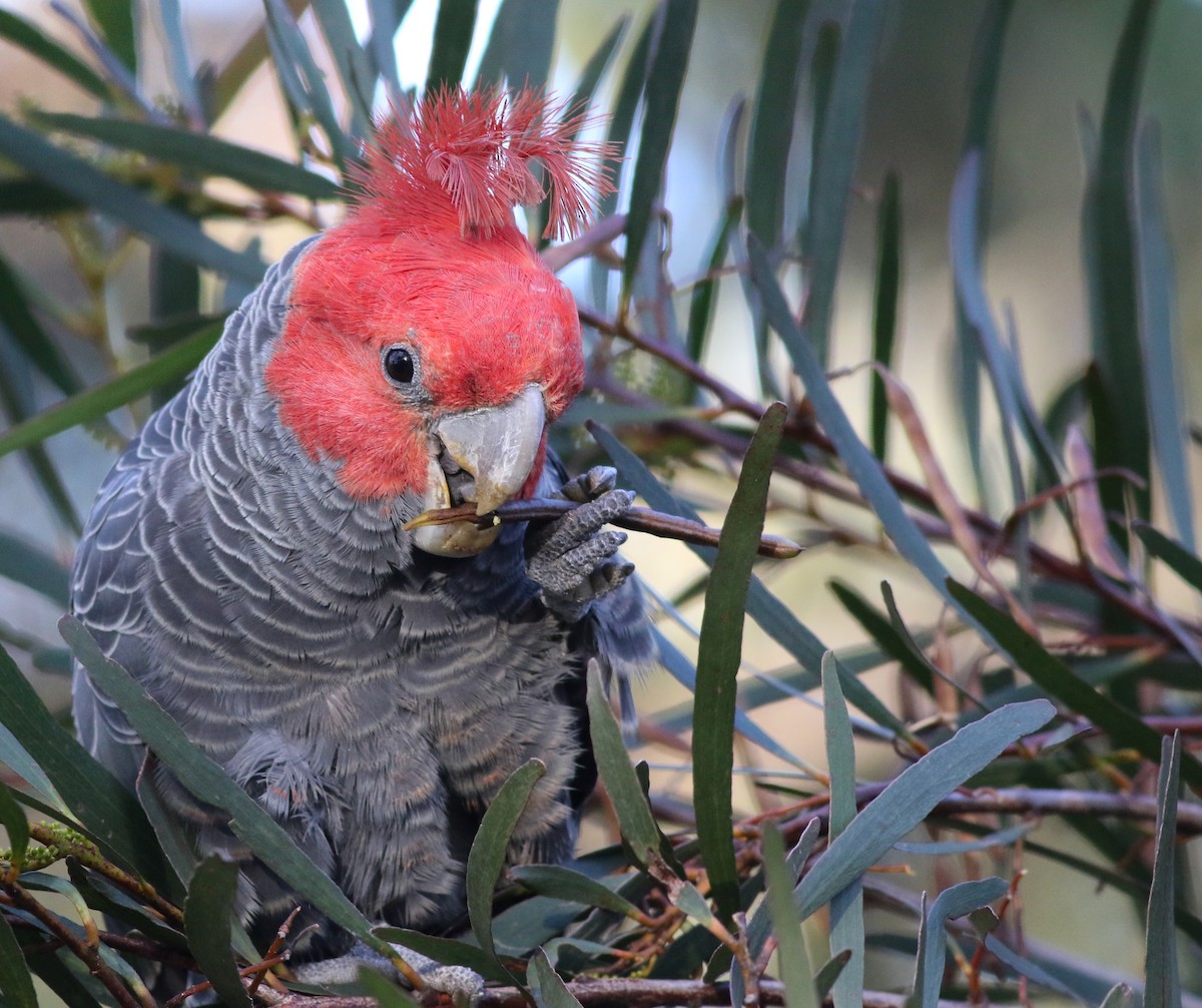 アカサカオウム - ML646171802