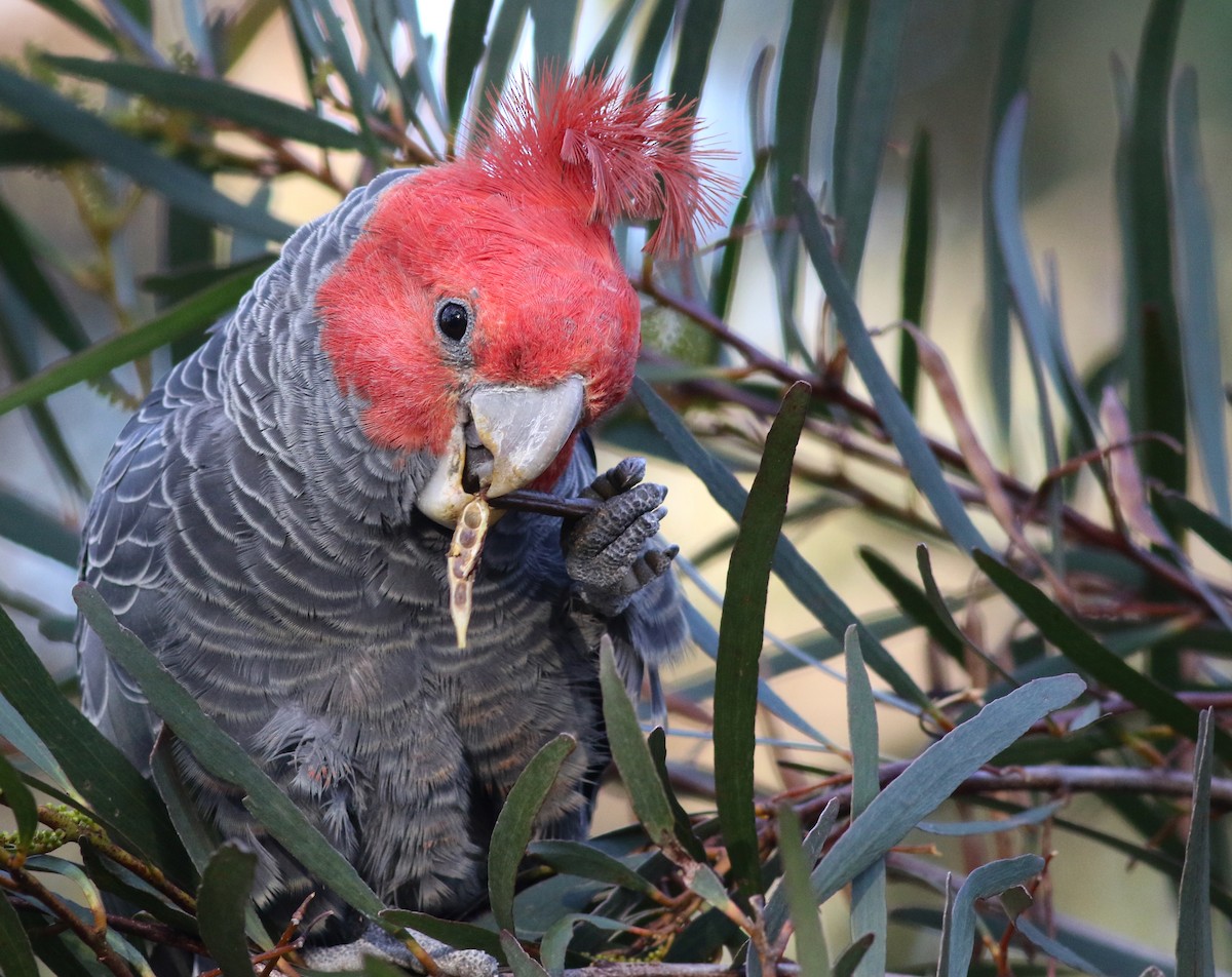 アカサカオウム - ML646171803