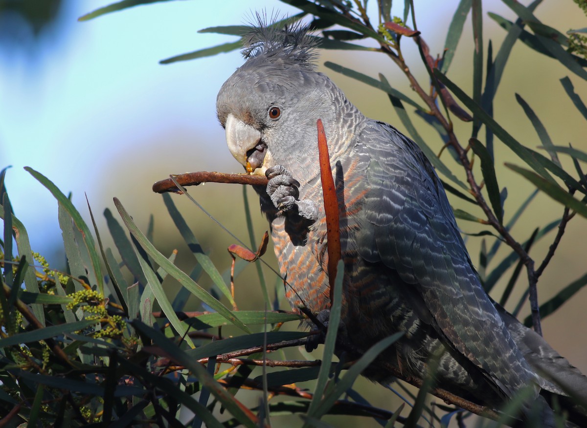 アカサカオウム - ML646171804