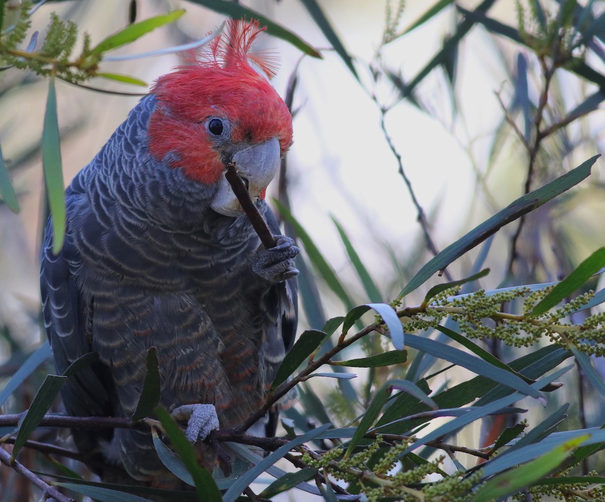 Gang-gang Cockatoo - ML646171805