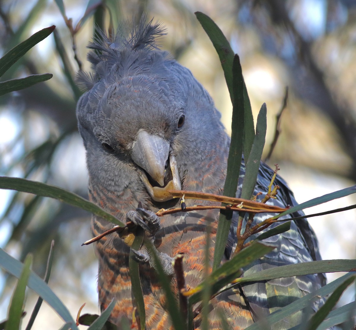 アカサカオウム - ML646171806