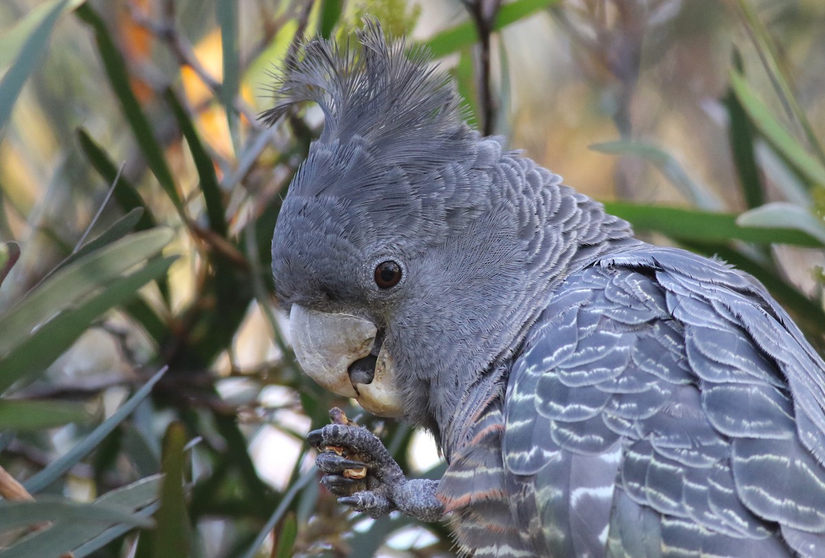 アカサカオウム - ML646171807