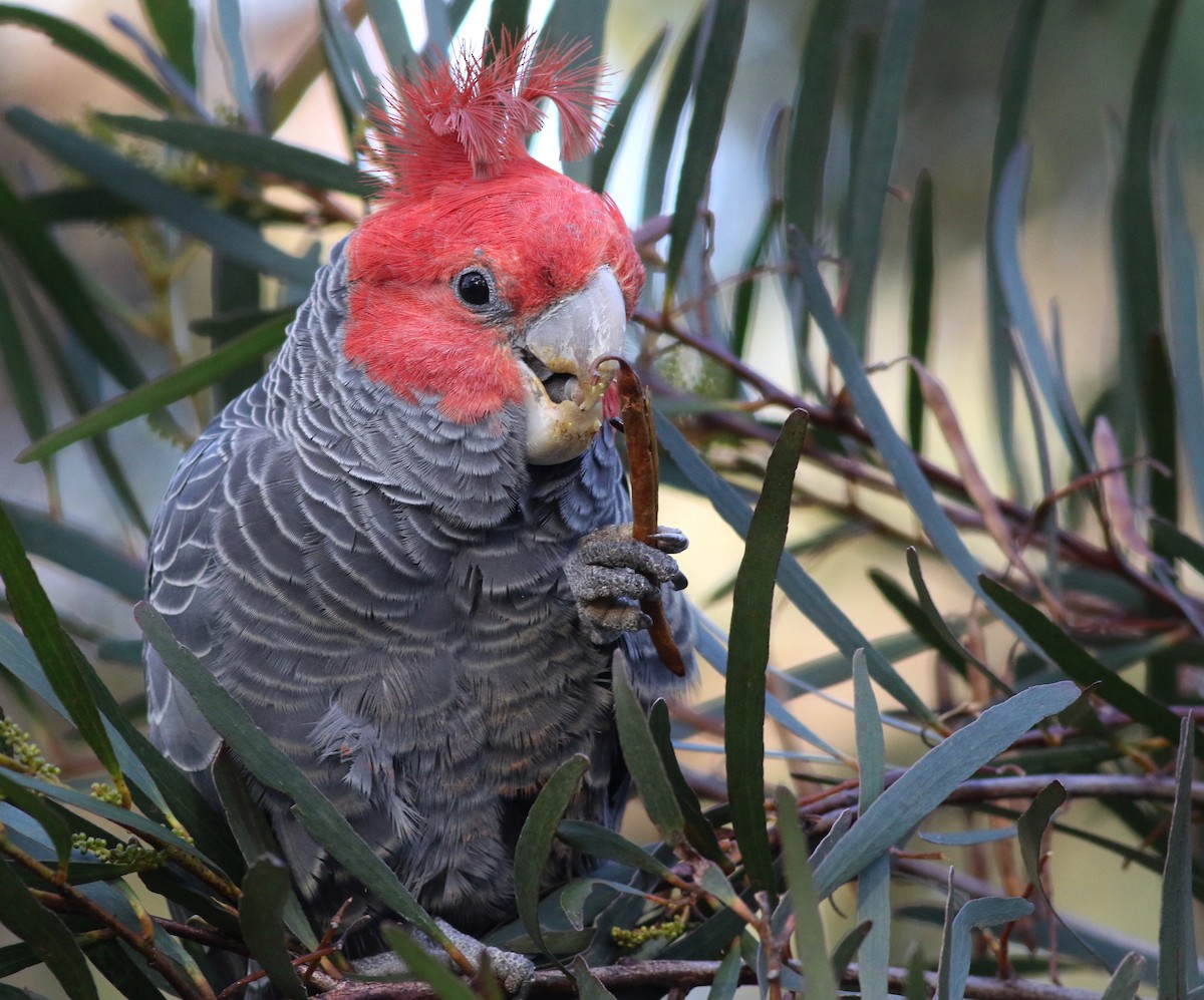 アカサカオウム - ML646171808